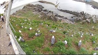 蕪島日本有数のウミネコ繁殖地 GoPro HD [upl. by Innep]