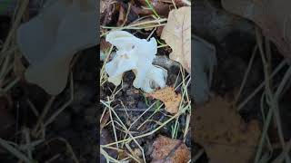 A beautiful White Elfin Saddle mushroom mushroom elfin helvella [upl. by Hubie742]