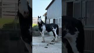 The Shire Horse Englands Giant of Strength shorts horse shirehorse [upl. by Odlamur333]