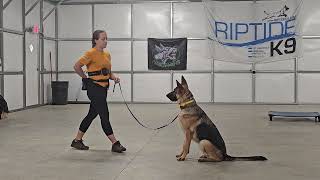 Moose on leash obedience training German Shepherd 102424 [upl. by Aihseit752]