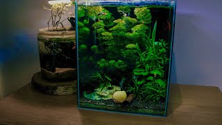 Nano tank cleaning time 30l Aquael CO2  Betta fish Gappy [upl. by Drahnreb]