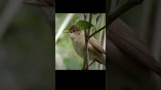 Burung ini tidak bisa ditipu burung Kedasih hewan [upl. by Haas]