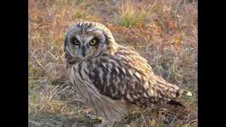 Asio flammeus Shorteared owl 1 Territorial calls of male [upl. by Sension]