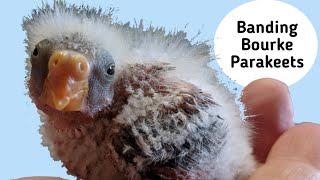 How to apply a Closed Leg Band to a Parakeet [upl. by Cressy592]