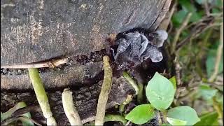 Rare Auricularia nigricans in Goa [upl. by Starkey111]