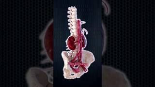 How Much Blood Do Your Kidneys Filter Daily [upl. by Imot463]