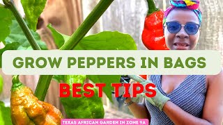 Growing Peppers in Containers Grow bags2022  Easy Beginner Gardening Tips Transplanting Peppers [upl. by Dachi]