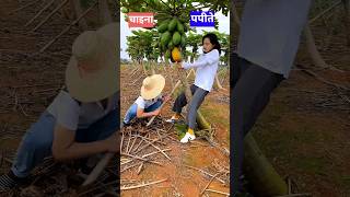 चाइना के किसान पपीते के पेड़ को क्यूं काट देते हैं 🤔 shorts facts amizingfact [upl. by Enyalb123]