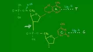 Formação das cadeias de nucleotídeos  Química Orgânica  Química [upl. by Adaven]