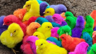 Menangkap ayam lucu ayam warna warni ayam rainbow bebek angsa ikan hias ikan cupang Kelinci [upl. by Ferino]