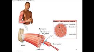 Chapter 10 Muscle Tissue and Contraction [upl. by Betthezul]