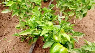 capsicum 🫑🫑 farming Kenya use of drip irrigation peterkamau9880 [upl. by Eenattirb]