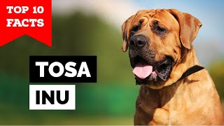 Tosa Inu  Top 10 Facts Japanese Mastiff [upl. by Mazel]