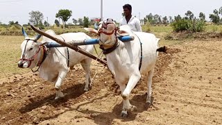 ploughing field with oxen in indiatraditional agriculturevillage lifeploughing field using ox🐂🐂🐂 [upl. by Ekusoyr]