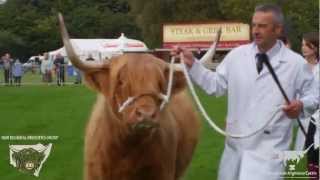 Scottish Highland Cattle at the 2012 Pollok Highland Cattle Show [upl. by Rivkah585]