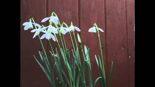 Galanthus nivalis [upl. by Tena]