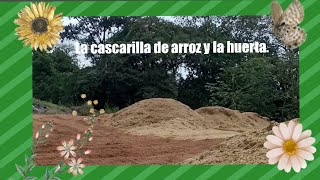 La cascarilla de arrozOro para la huerta [upl. by Ahsilra804]