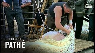 Sheep Shearing 1964 [upl. by Aylmar]