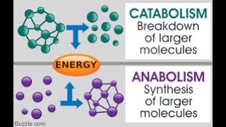 Metabolism Anabolism and Catabolism [upl. by Chrystel]