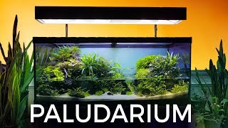 Guided Tour of this Stunning Paludarium [upl. by Jeremy]