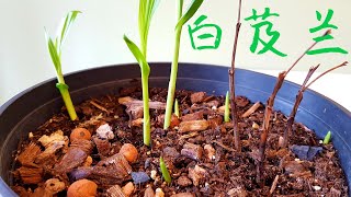 白芨兰发芽了！Bletilla striata [upl. by Naji740]