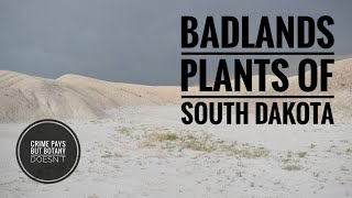 South Dakota Botany amp the Long Lost Badlands Buckwheat [upl. by Ollecram]