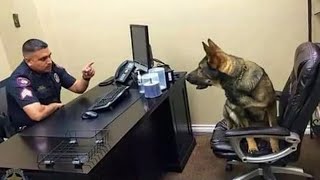 When you own a dog with an IQ 200 😲Funniest Dog Ever [upl. by Maitland]