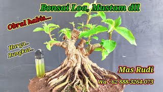 Obral habis Aneka Bonsai di Mas Rudi Wa 62 8883264073 [upl. by Eletnahs]