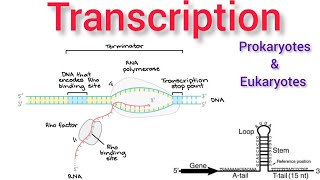 Transcription  Gene expression  Transcription in prokaryotes and eukaryotes  Formation of mRNA [upl. by Enicar]