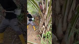 palmoil palmfruit ytshorts hervesting malayasiapalmoil viralshort shorts shortvideo [upl. by Afrikah]