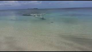 Ataque de tiburón martillo en la playa cable beach Nassau en Bahamas [upl. by Burny]