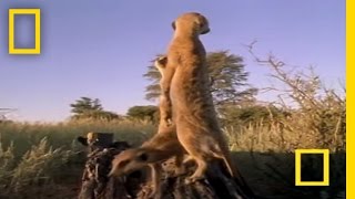 Meerkat Mob Rule  National Geographic [upl. by Ennire]