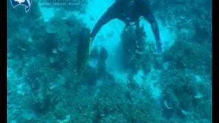 Hand collecting rare Purplelined Fairy Wrasse in the Coral Sea [upl. by Ainek]