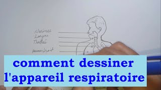 Anatomie du système respiratoire dessin [upl. by Eido]