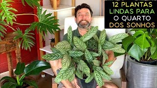 12 Plantas Lindas Para o Quarto dos Sonhos [upl. by Bock]