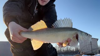 Walleye Slam on the Saskatchewan River  Northern Manitoba icefishing huntfishmb catchandrelease [upl. by Adelia]