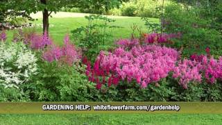 Cornerstone Astilbe Collection from White Flower Farm [upl. by Noble]