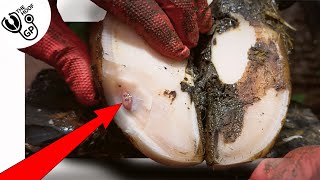 THIS is WHITE LINE DISEASE  in a cows foot [upl. by Garry]