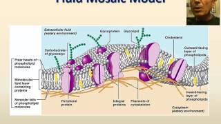 Cell membrane structure [upl. by Atiugram]