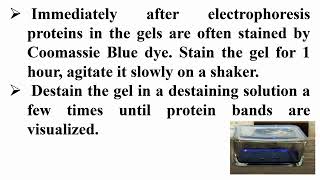 Steps of Stain and Destain SDSPAGE Gel by Coomassie Blue Dye [upl. by Remas805]