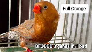 BFOBBB The full Orange zebra finch 3 genes combined in one bird finch birds [upl. by Peper]