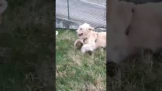 carlino pug puglife funny pets goldenretriever [upl. by Ylak]