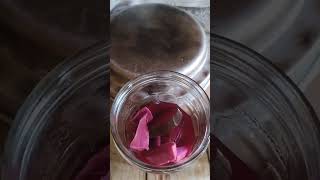 My beetroot Kvass  yum yum 😋 allotment pickledfood [upl. by Alejandrina]