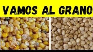 PRIMERA PARTE SOBRE PROPIEDADES DE SEMILLAS DE LA SALUD UTILIZADAS EN MIXTURAS PARA PÁJAROS [upl. by Nodal100]