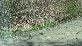 Woodcocks Display Dance Routine While Crossing Road  ViralHog [upl. by Rhoades57]