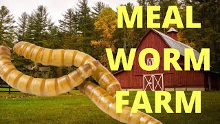 BUILDING THE WORLDS BEST MEALWORM FARM [upl. by Mccomb]