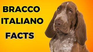 Bracco Italiano  Top 10 Interesting Facts [upl. by Aisats]