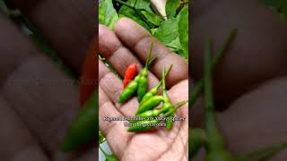 Its Chilli Pepper time 🌶️ Birds Eye Chillies  Fresh from my Garden [upl. by Annoyt]