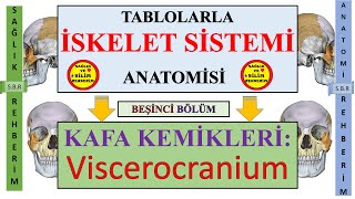 5İskelet Sistemi Anatomisi Kafa Kemikleri Viscerocranium Yüz İskeleti Kemikleri Norma Lateralis [upl. by Peedus]