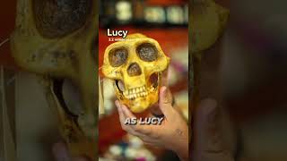 Discovering the Origins of Humanity Africa’s Ancient Fossils shorts fossils discoveryafrica [upl. by Nnyleve]